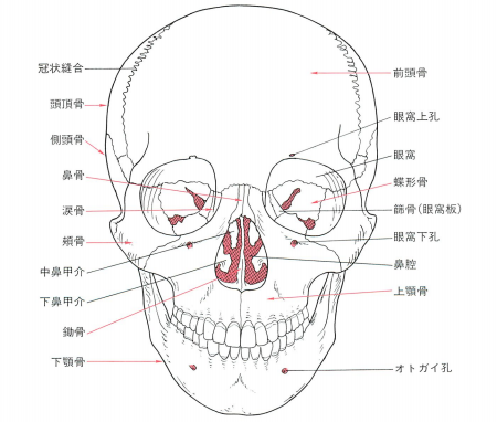 イメージ：【柔道整復師科＆鍼灸師科】期末テスト(+_+)