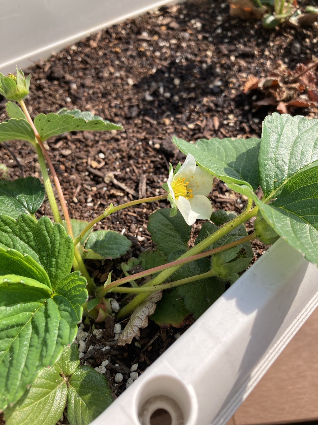 イメージ：【社会福祉ﾒﾃﾞｨｶﾙｿｰｼｬﾙ科】いちごの花が咲きました！