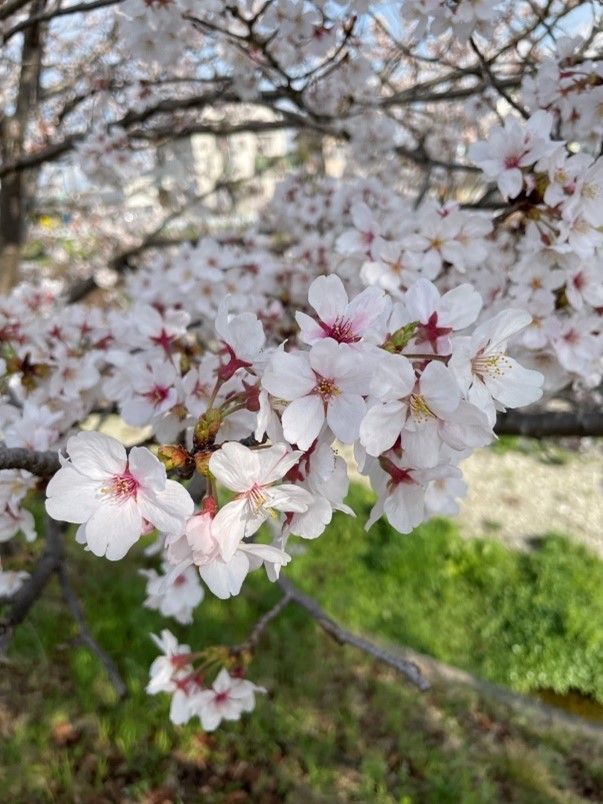 イメージ：【柔道整復師科＆鍼灸師科】春休み期間中です🌸