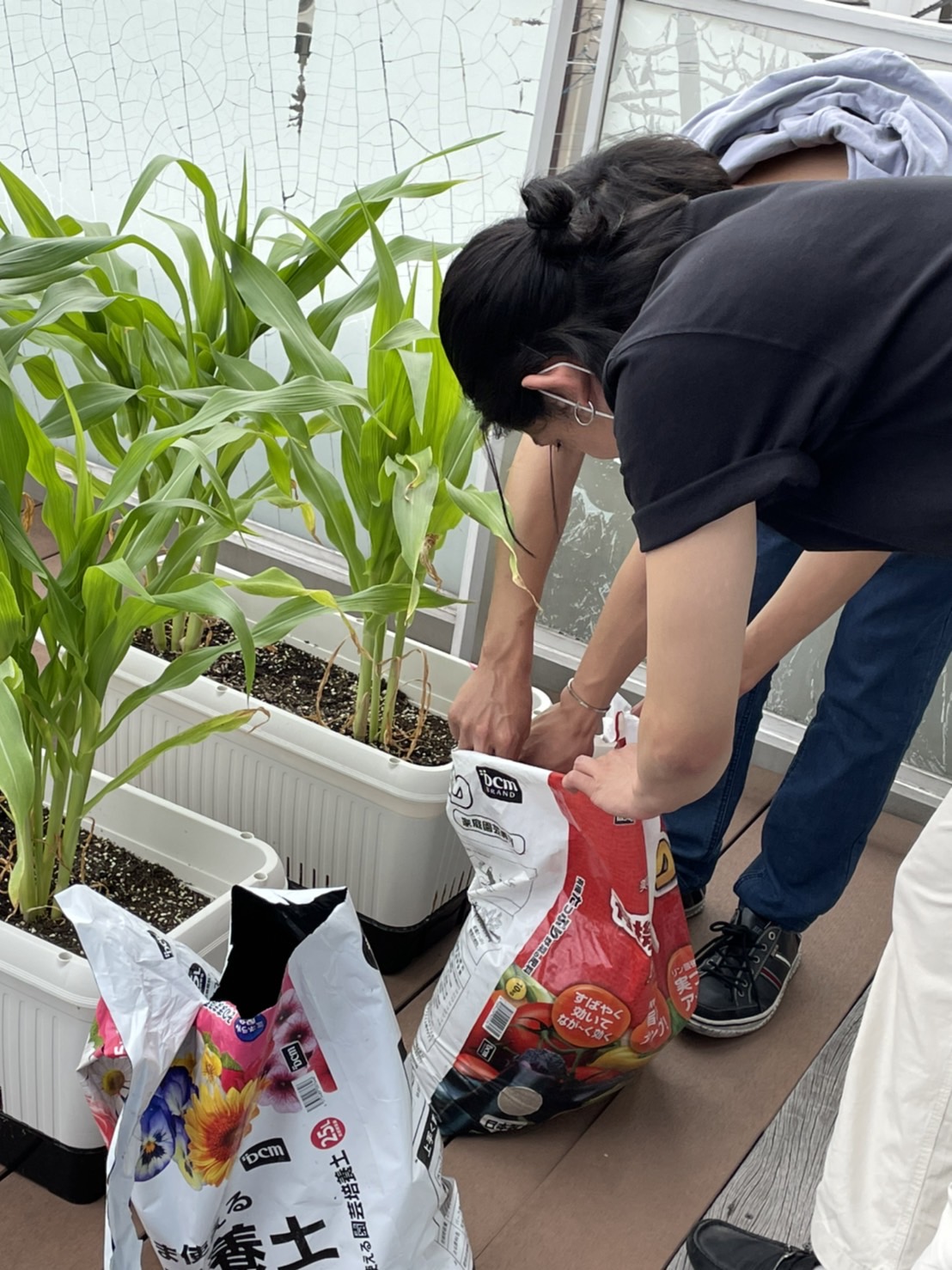 イメージ：【社会福祉メディカルソーシャル科】農園計画の経過報告🥒