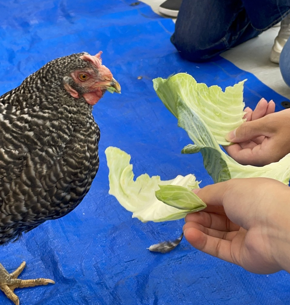 イメージ：【こども未来科】教室ににわとりさんがやってきました！