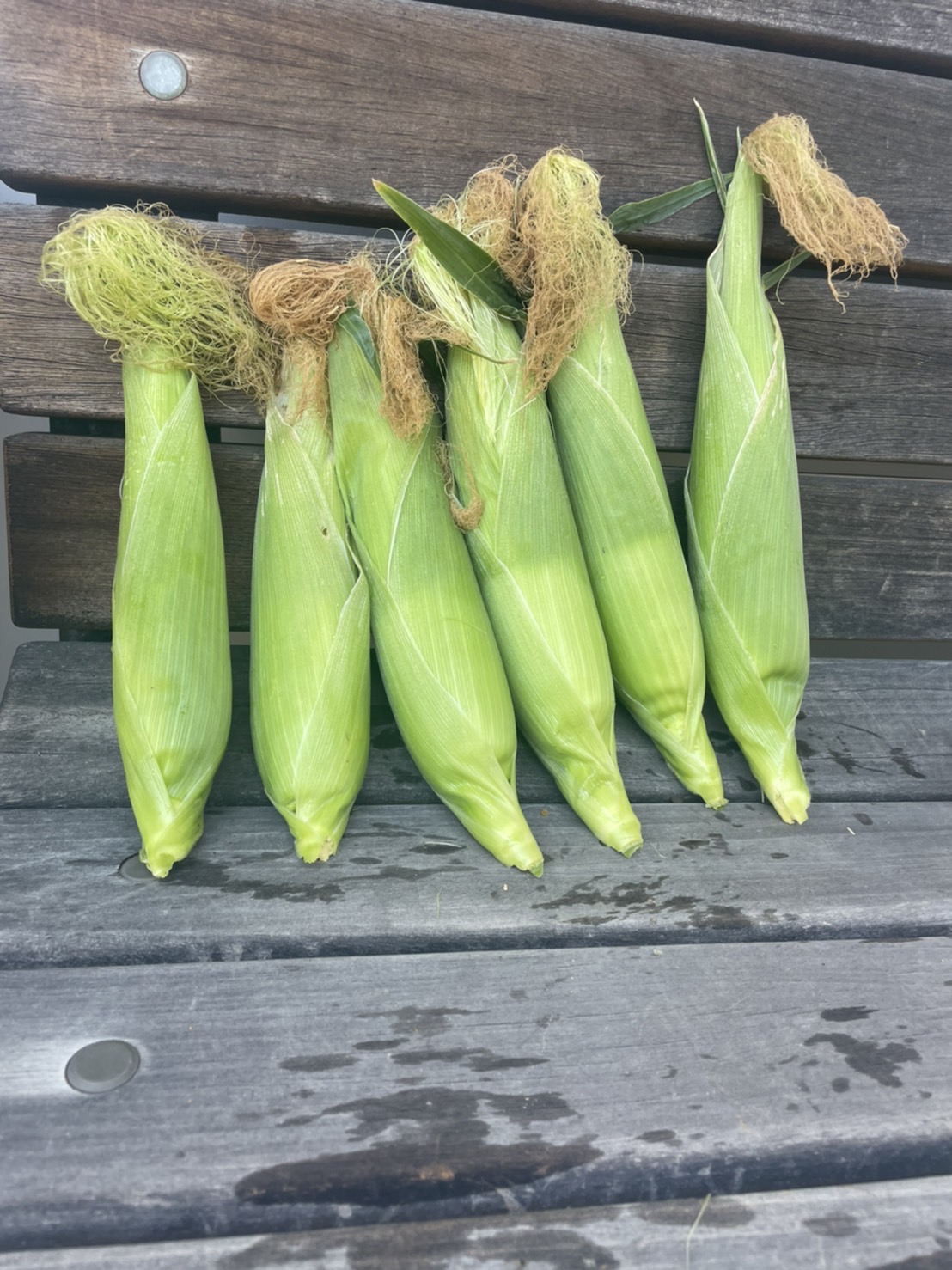 イメージ：【社会福祉メディカルソーシャル科】夏野菜の収穫🌽