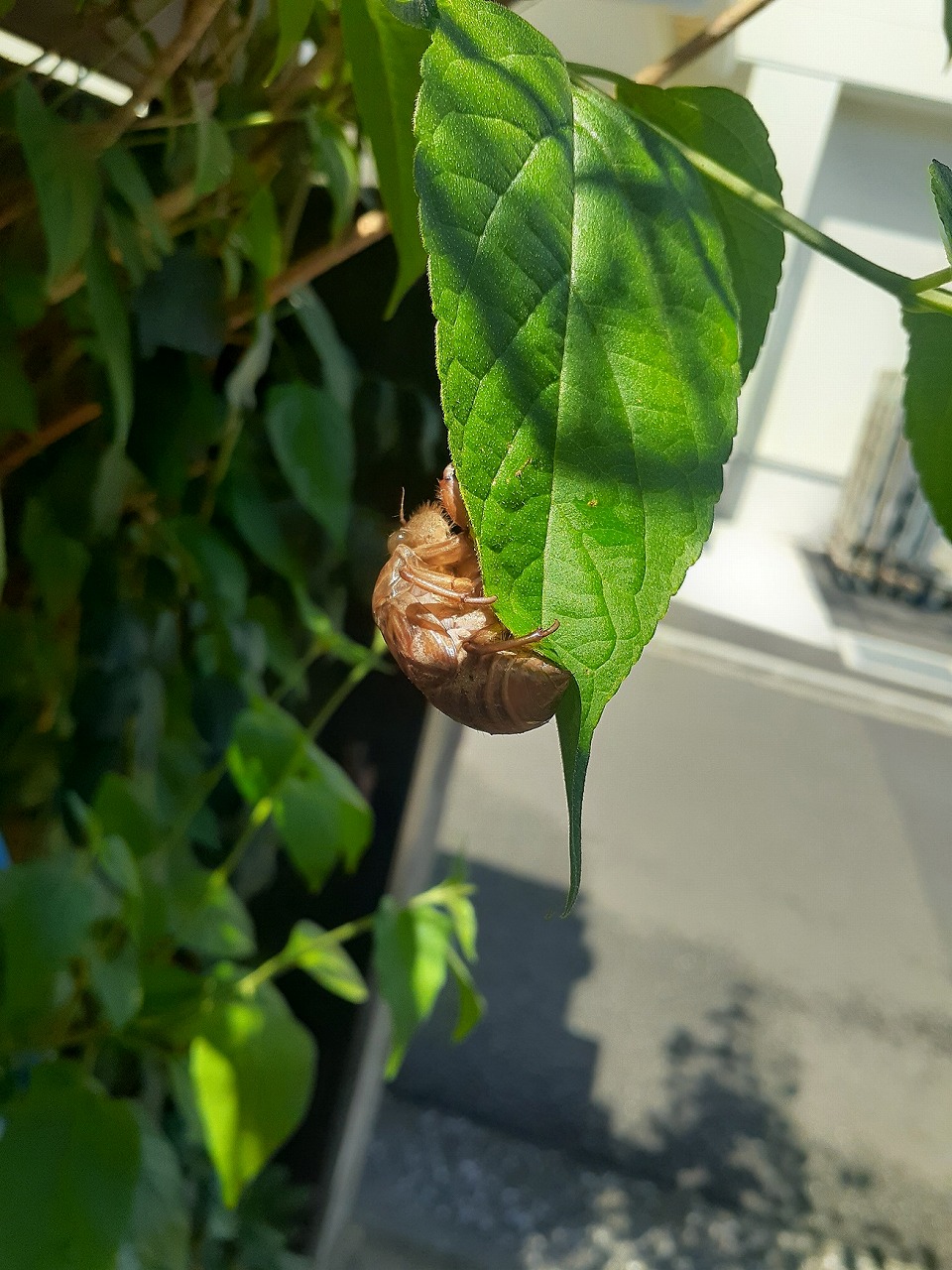 イメージ：【こども未来科】夏ですね♩