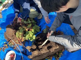 イメージ：【社会福祉ﾒﾃﾞｨｶﾙｿｰｼｬﾙ科】学科農園！収穫！