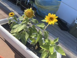イメージ：【社会福祉ﾒﾃﾞｨｶﾙｿｰｼｬﾙ科】農園計画進行中🌻